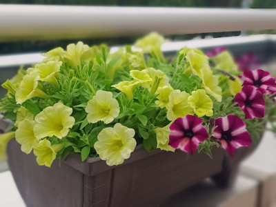 花のフォトコンテスト 入賞作品