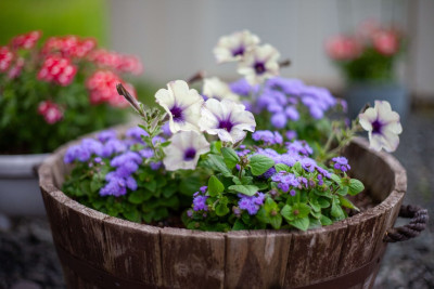 花のフォトコンテスト 入賞作品