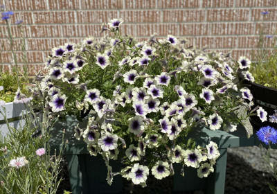 花のフォトコンテスト 入賞作品