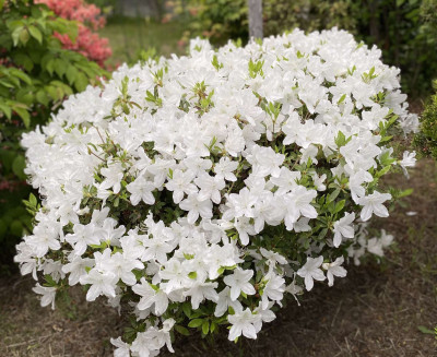 花のフォトコンテスト 入賞作品